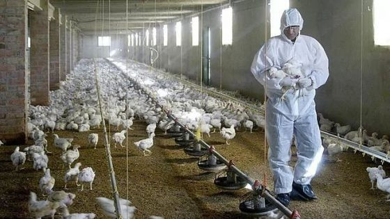 Mengenal Virus H10N3 Kasus Flu Burung Langka Yang Ditemukan Di China