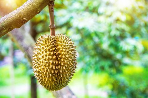 Yuk, Ungkap 4 Mitos Dan Fakta Durian | YesDok